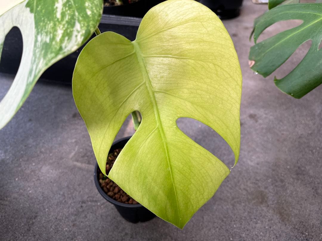 モンステラ デリシオーサ ミント 検索 ミント斑 セブブルーミント 実生