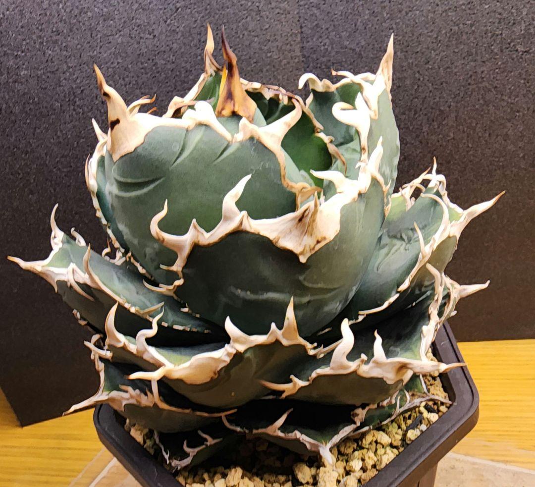 アガベ 　白鯨　中～大株