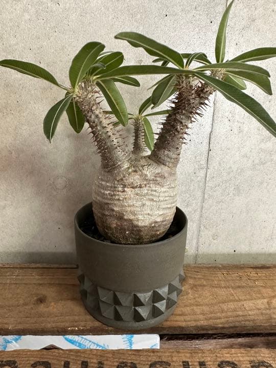 Botanize限定鉢×グラキリス