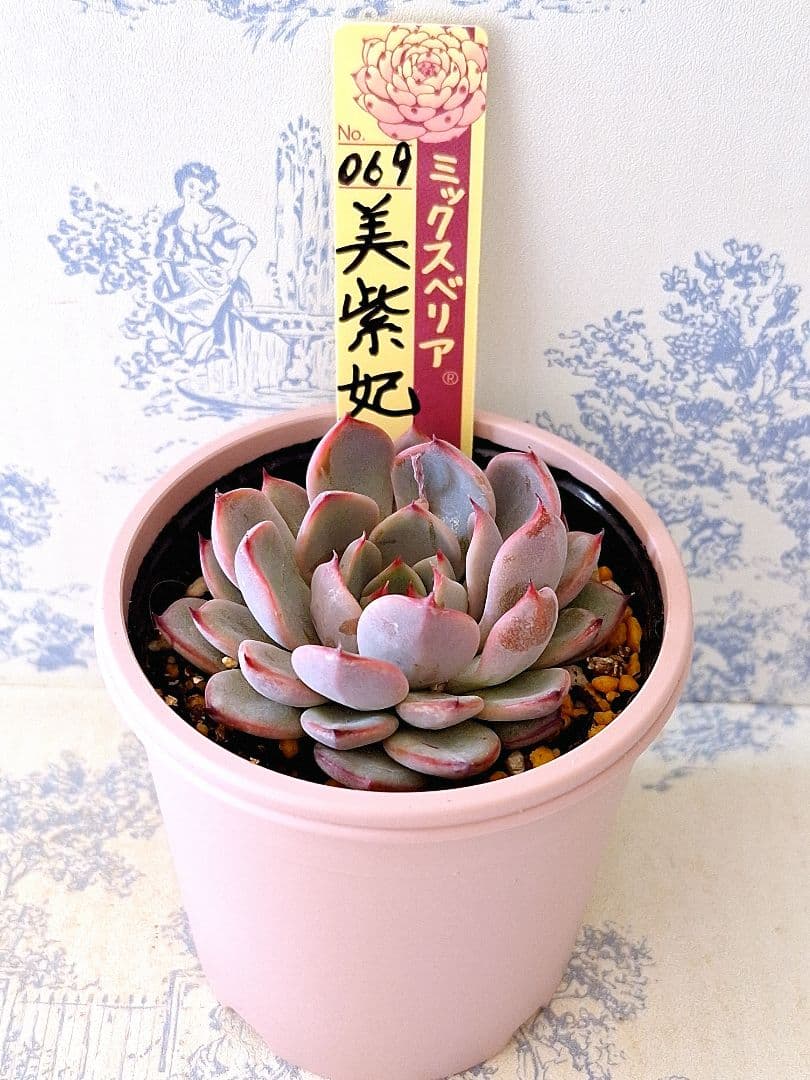 美紫妃　札付きポットごとメルカリ便おらいさん苗ミックスベリア