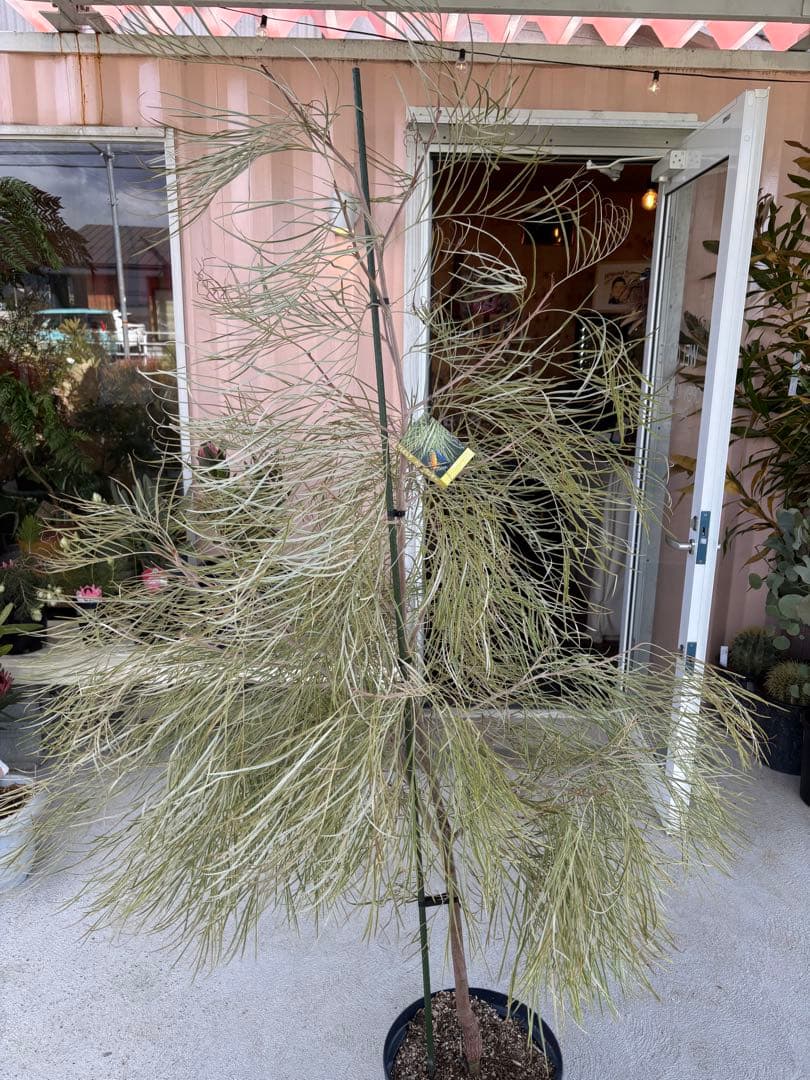 グレビレアハニーワンダー　希少　特大