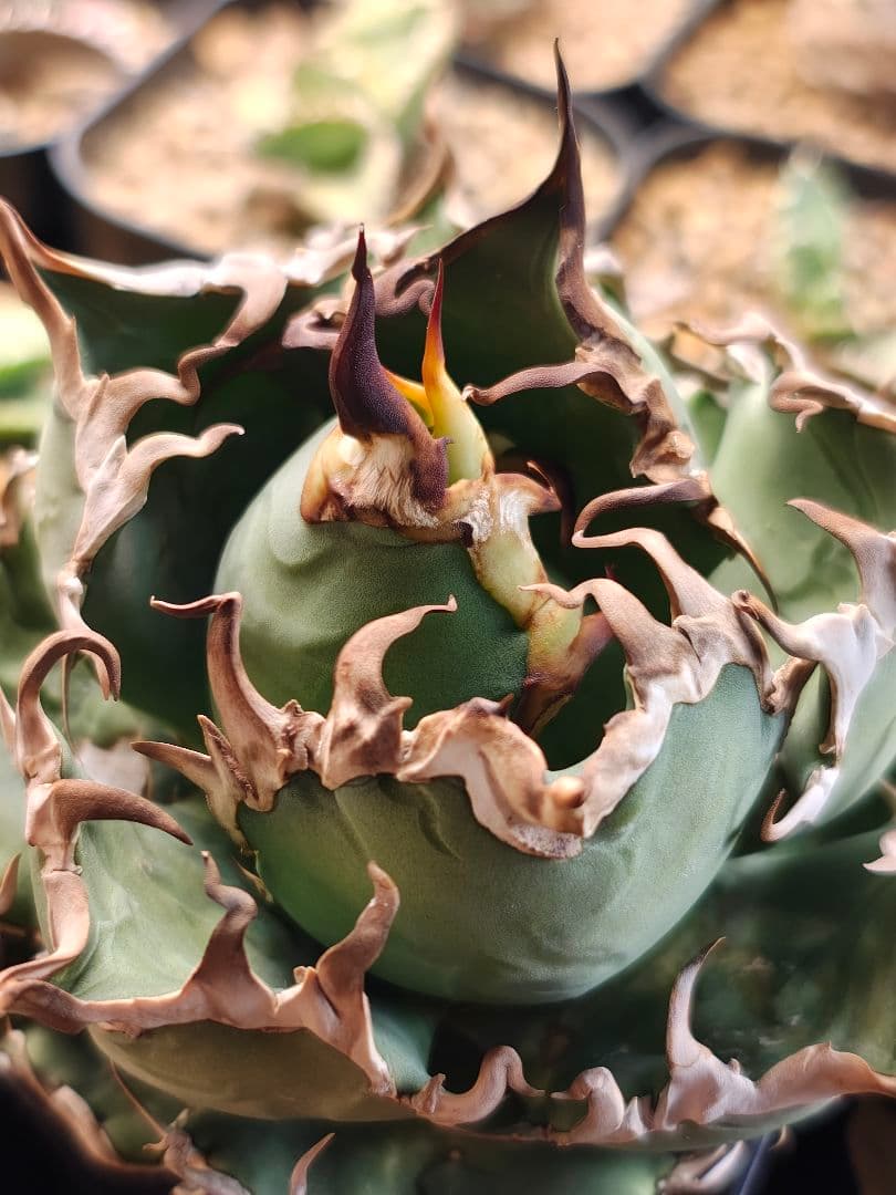 アガベ　親株　アリゾナ　アンビション