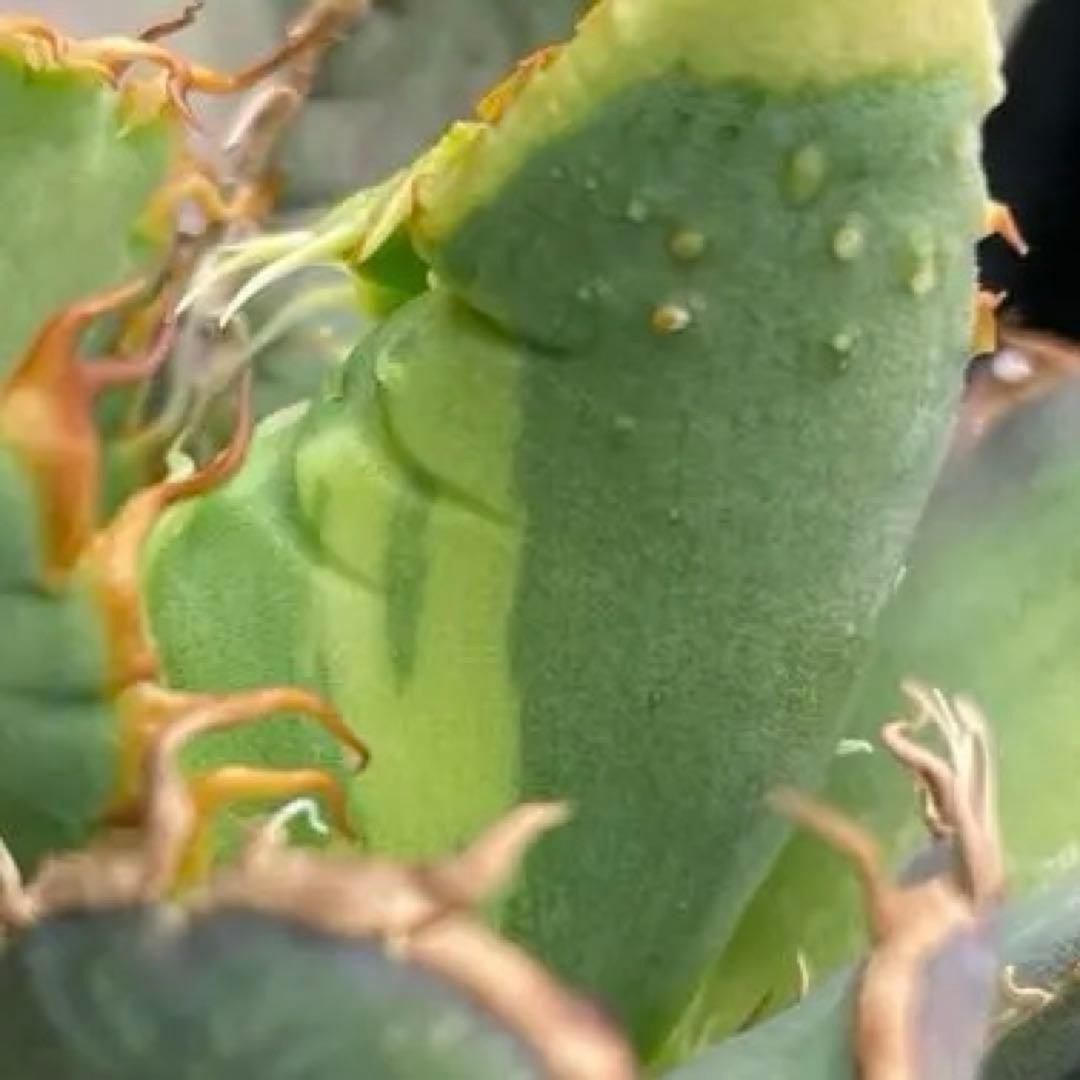 激レア　早い物勝ち　斑入り麻花龍　MaHua 超短葉　ブツブツ　メルカリ便発送