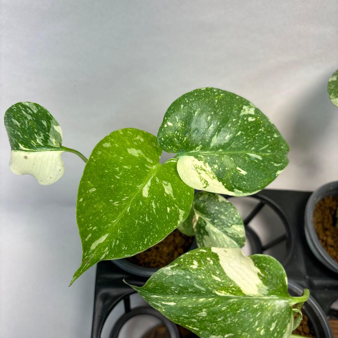 r*8様 10株セットMS134【特別選抜】モンステラ・タイコンステレーション