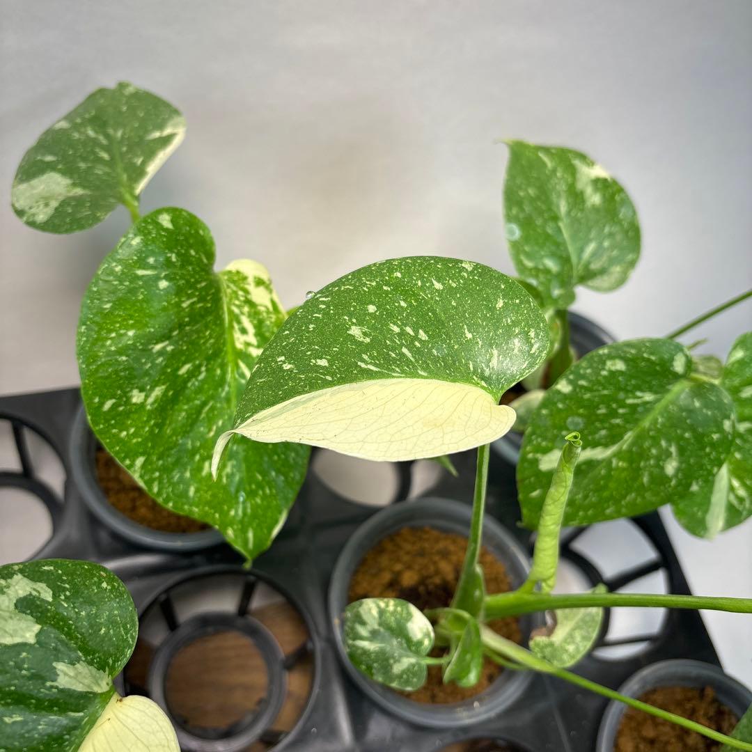 r*8様 10株セットMS134【特別選抜】モンステラ・タイコンステレーション