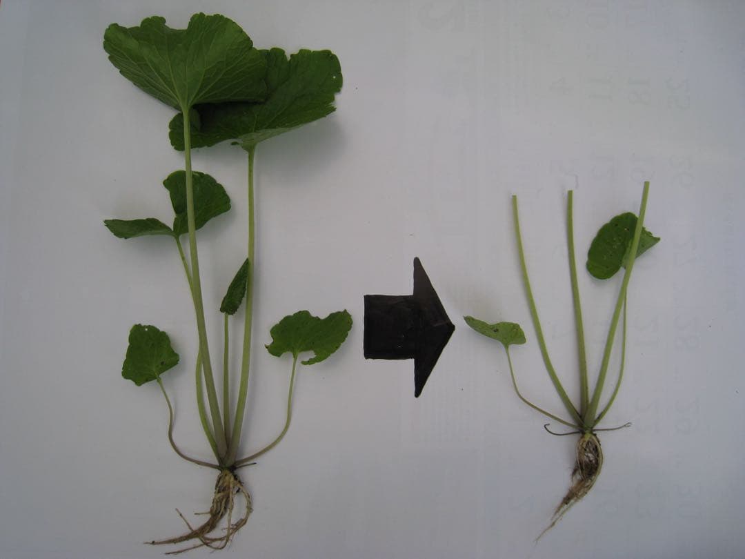 静岡県産　わさび苗　２５０本　ワサビ　苗