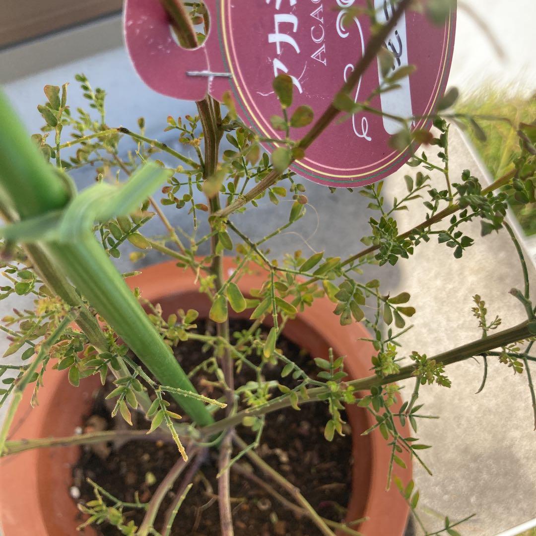 ちびととろ　確認用