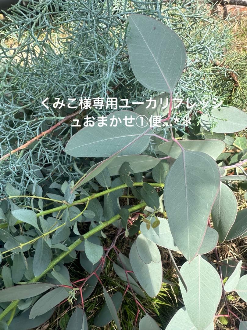 くみこユーカリフレッシュおまかせ①便…*＊でございます…*＊