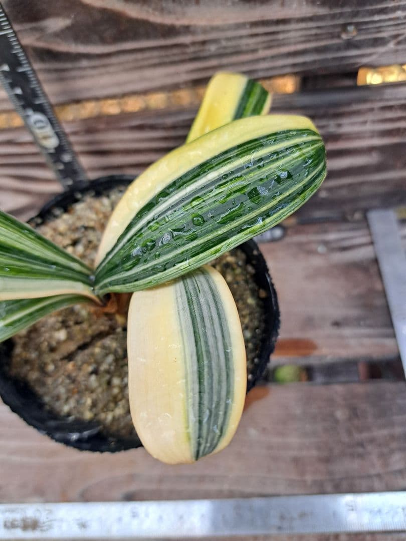 2点おまとめ　君子蘭　斑入り　植物　観葉植物　インテリア