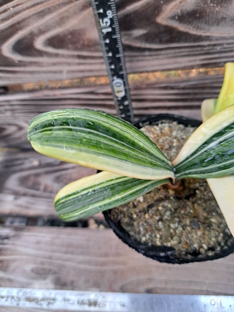 2点おまとめ　君子蘭　斑入り　植物　観葉植物　インテリア