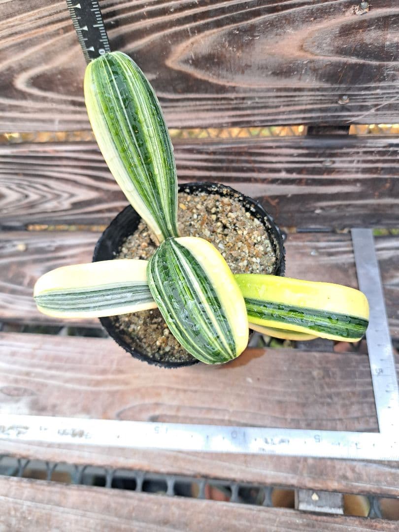 2点おまとめ　君子蘭　斑入り　植物　観葉植物　インテリア