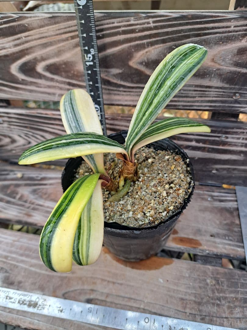 2点おまとめ　君子蘭　斑入り　植物　観葉植物　インテリア