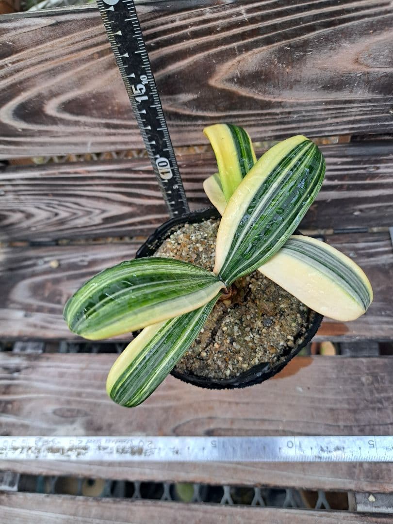 2点おまとめ　君子蘭　斑入り　植物　観葉植物　インテリア