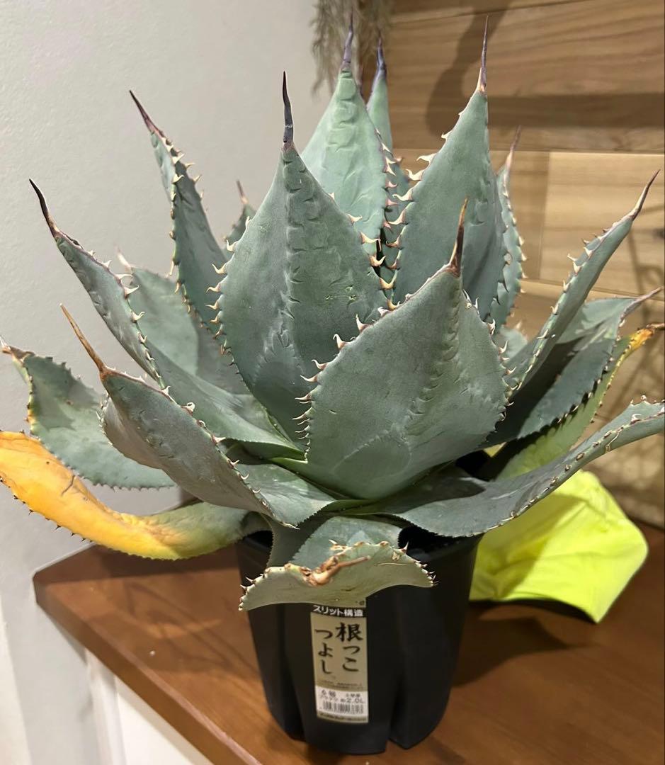 アガベ パリーハイブリッド　陽炎　白棘タイプ