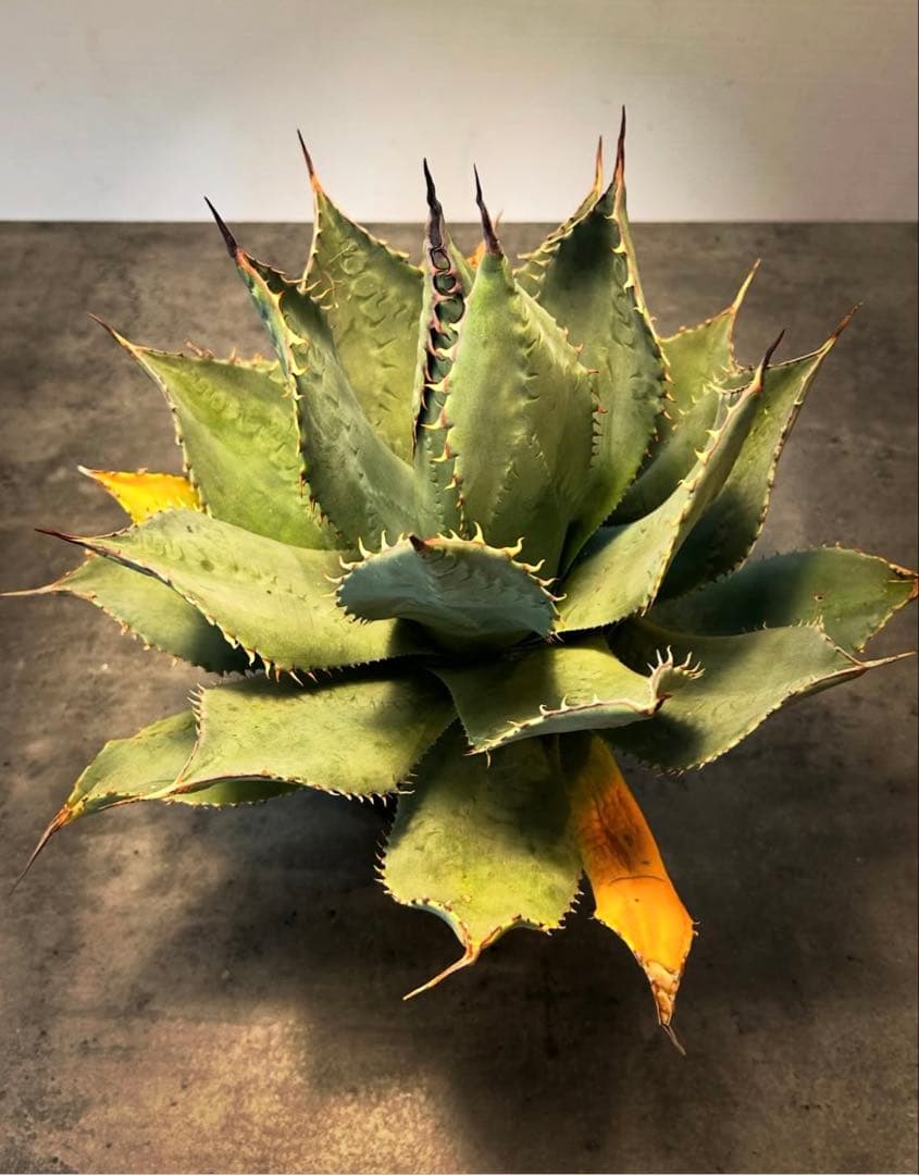 アガベ パリーハイブリッド　陽炎　白棘タイプ