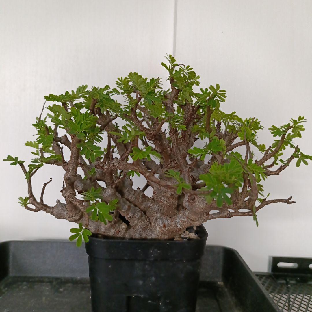 センナ　メリディオナリス　良型　発根済