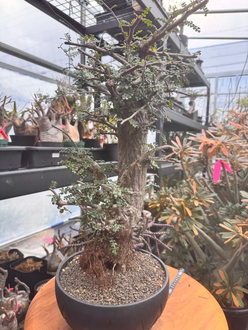 タイムセール　デカリー　invisibleink