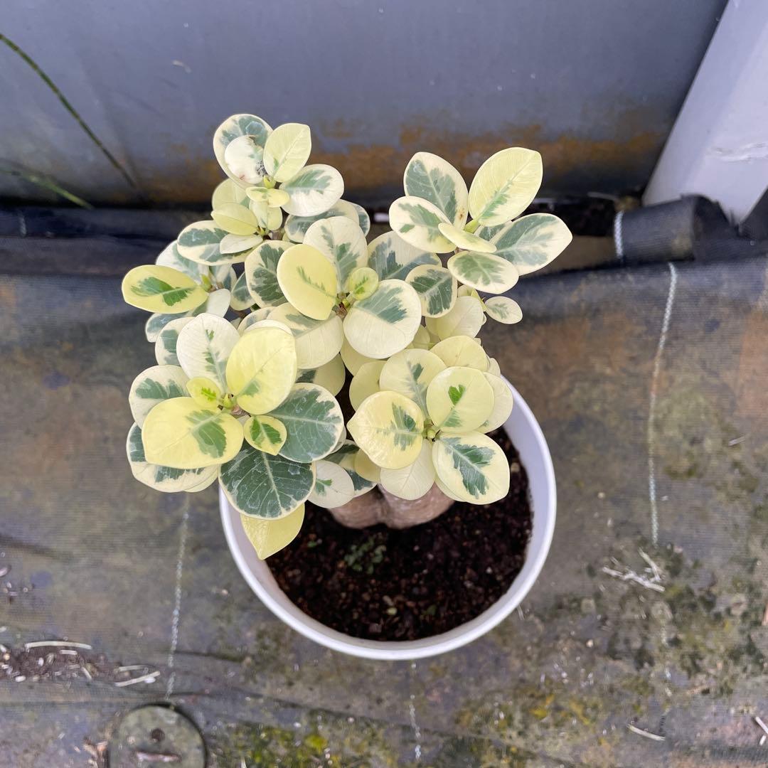 パンダガジュマル　斑入り　接木　5号サイズ