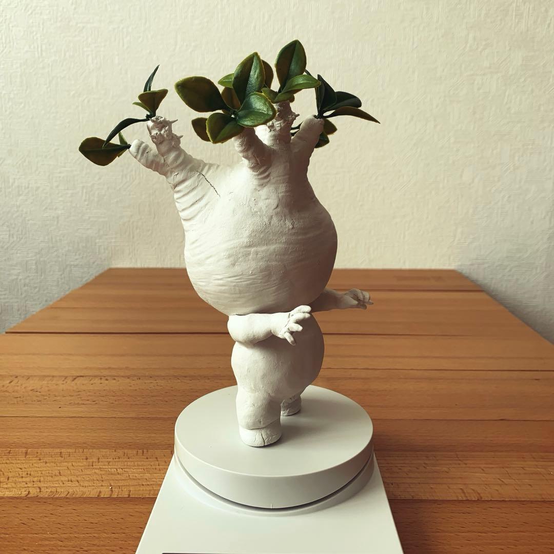 パキポディウム　グラキリス みるきゅん様　確認用ページ