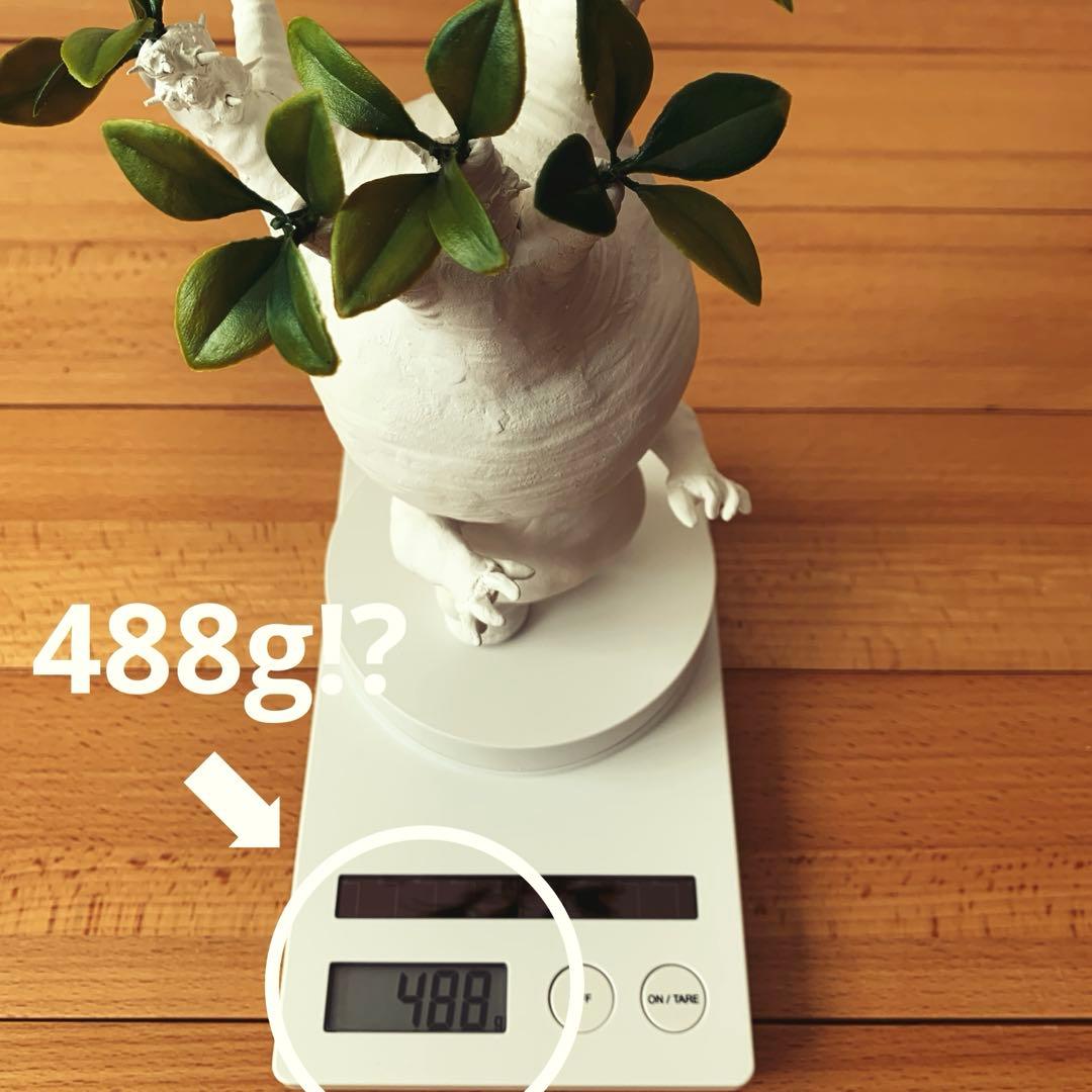 パキポディウム　グラキリス みるきゅん様　確認用ページ