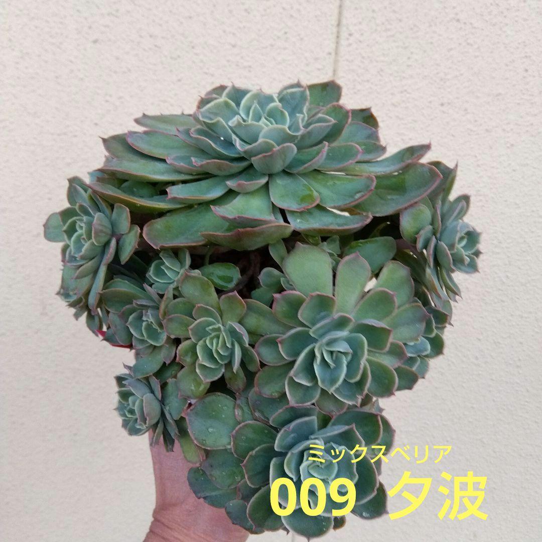 巨大 でかでか～おらいさん デカベリア✡️ミックスベリア夕波✡️ 多肉20頭以上