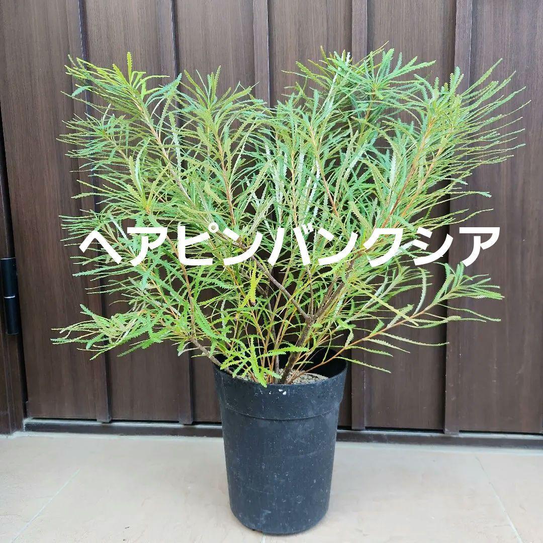 ボリューム苗　ヘアピンバンクシア　鉢植え　オージープランツ　ドライガーデン