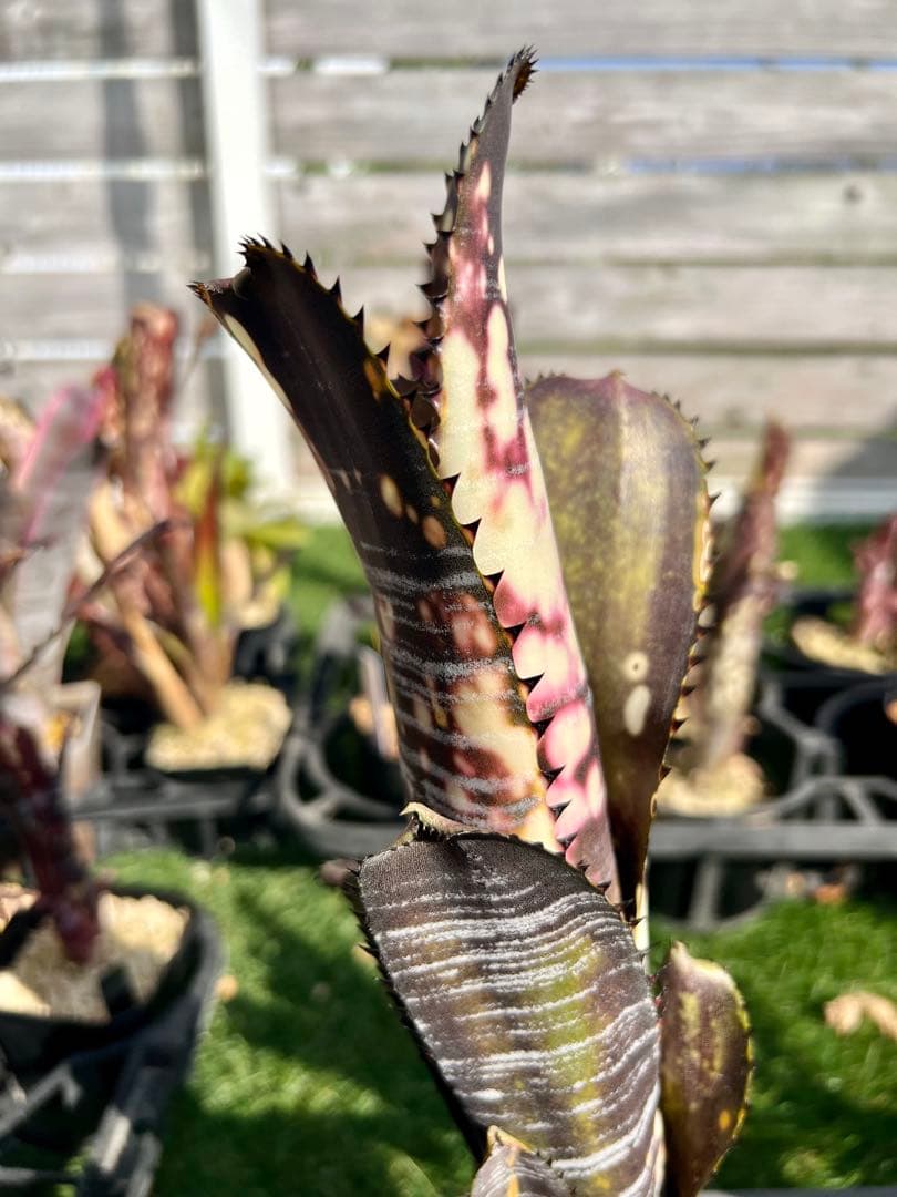 M*e様 ビルベルギア ドミンゴス マルティンス 極上株 リサ