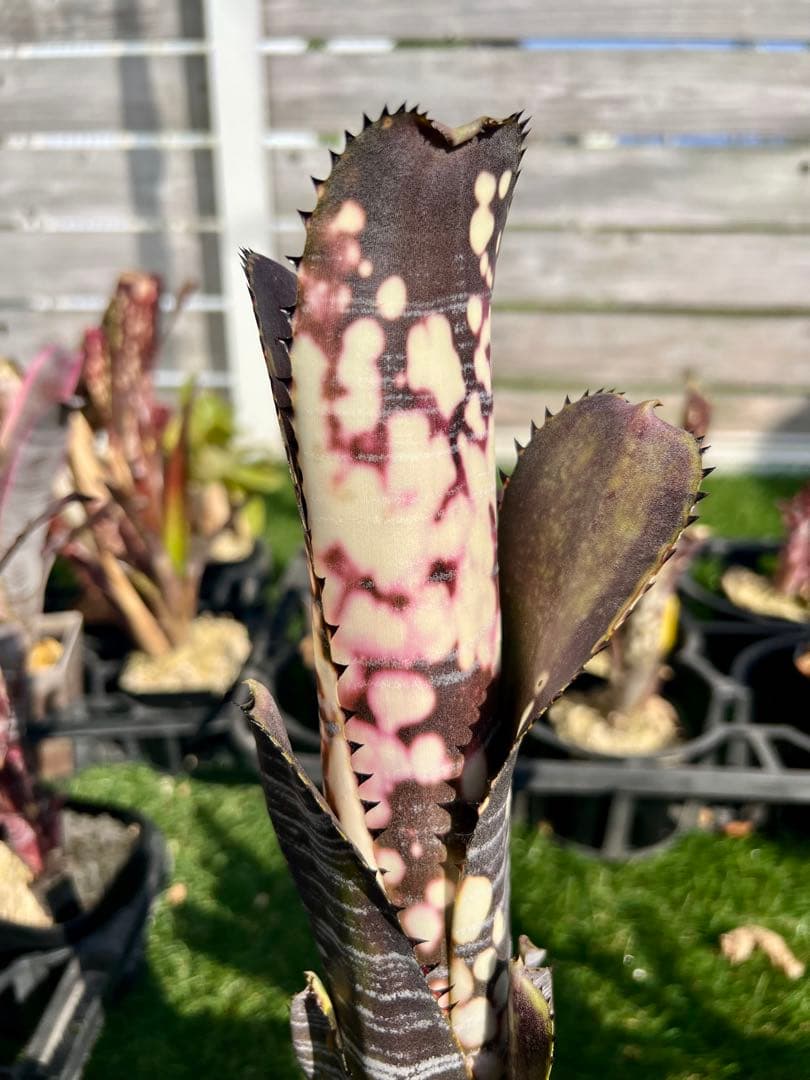 M*e様 ビルベルギア ドミンゴス マルティンス 極上株 リサ