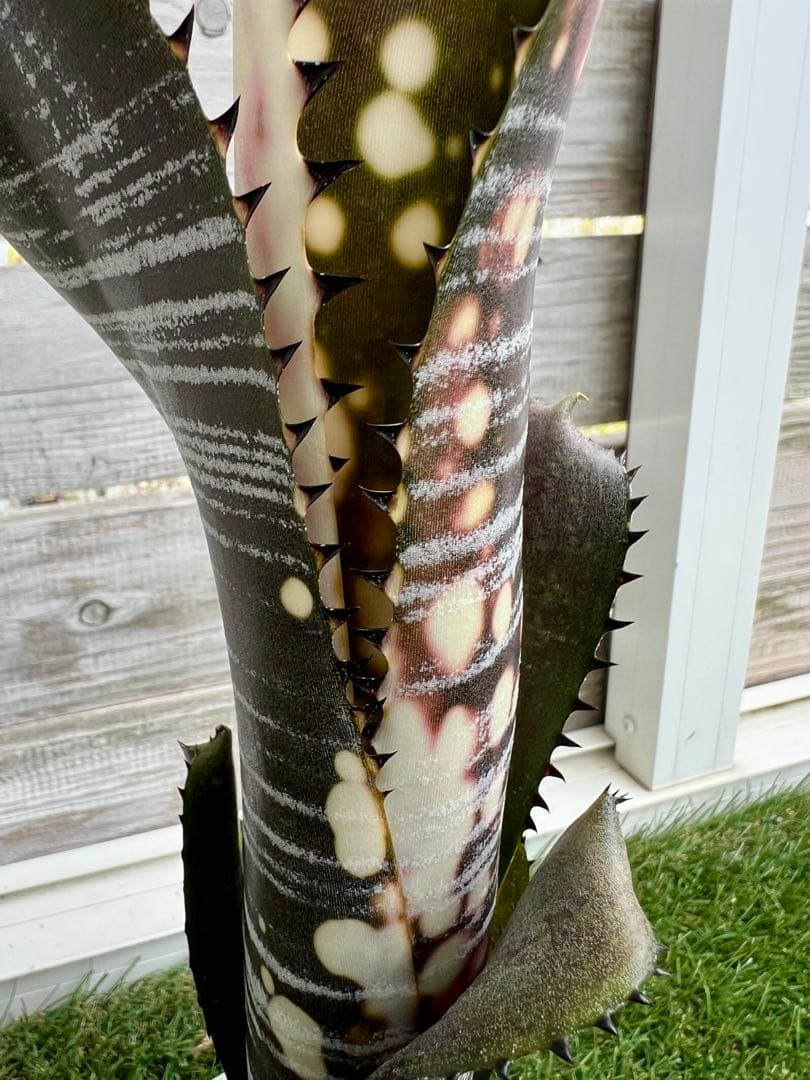 M*e様 ビルベルギア ドミンゴス マルティンス 極上株 リサ