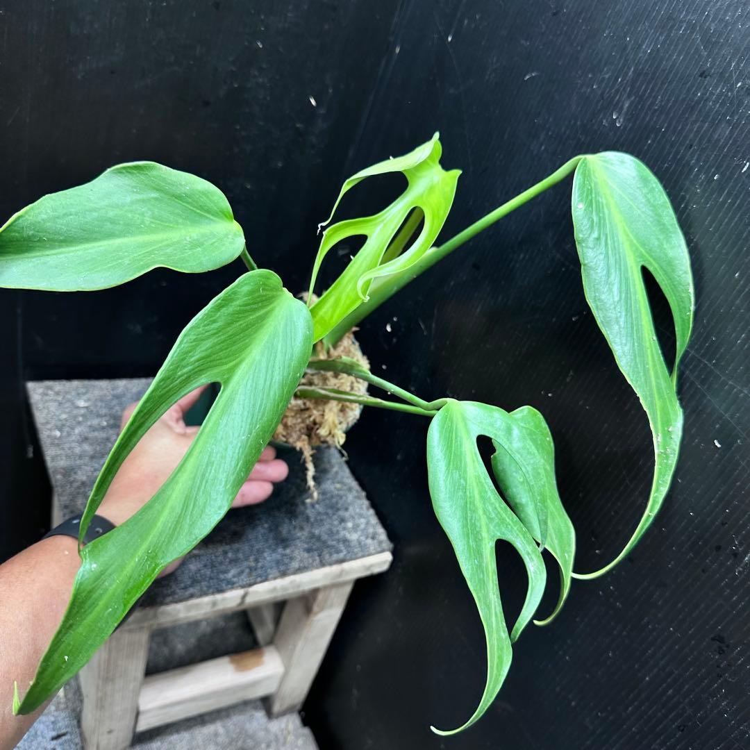 m*a様 モンステラデリシオーサバールマルクスフレーム鉢植え美株