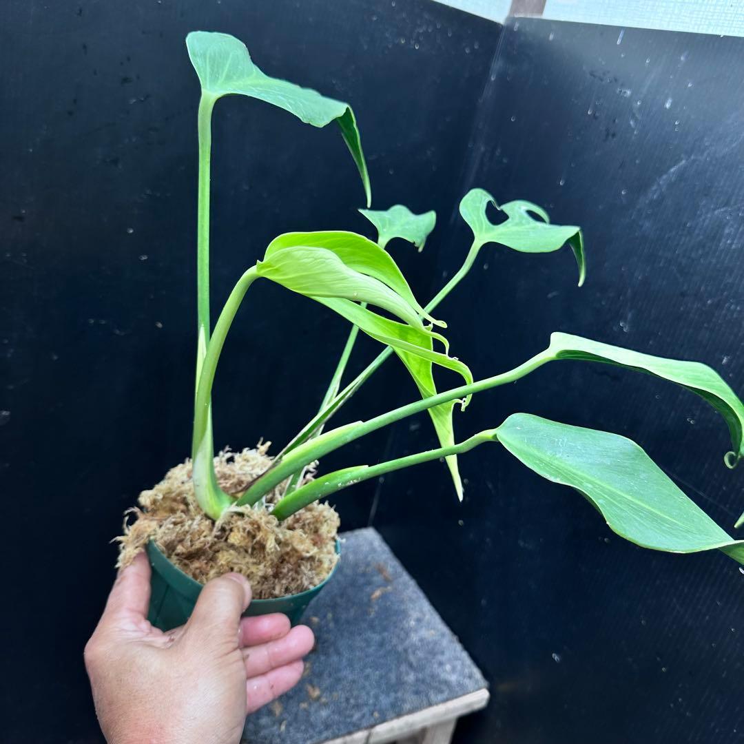 m*a様 モンステラデリシオーサバールマルクスフレーム鉢植え美株