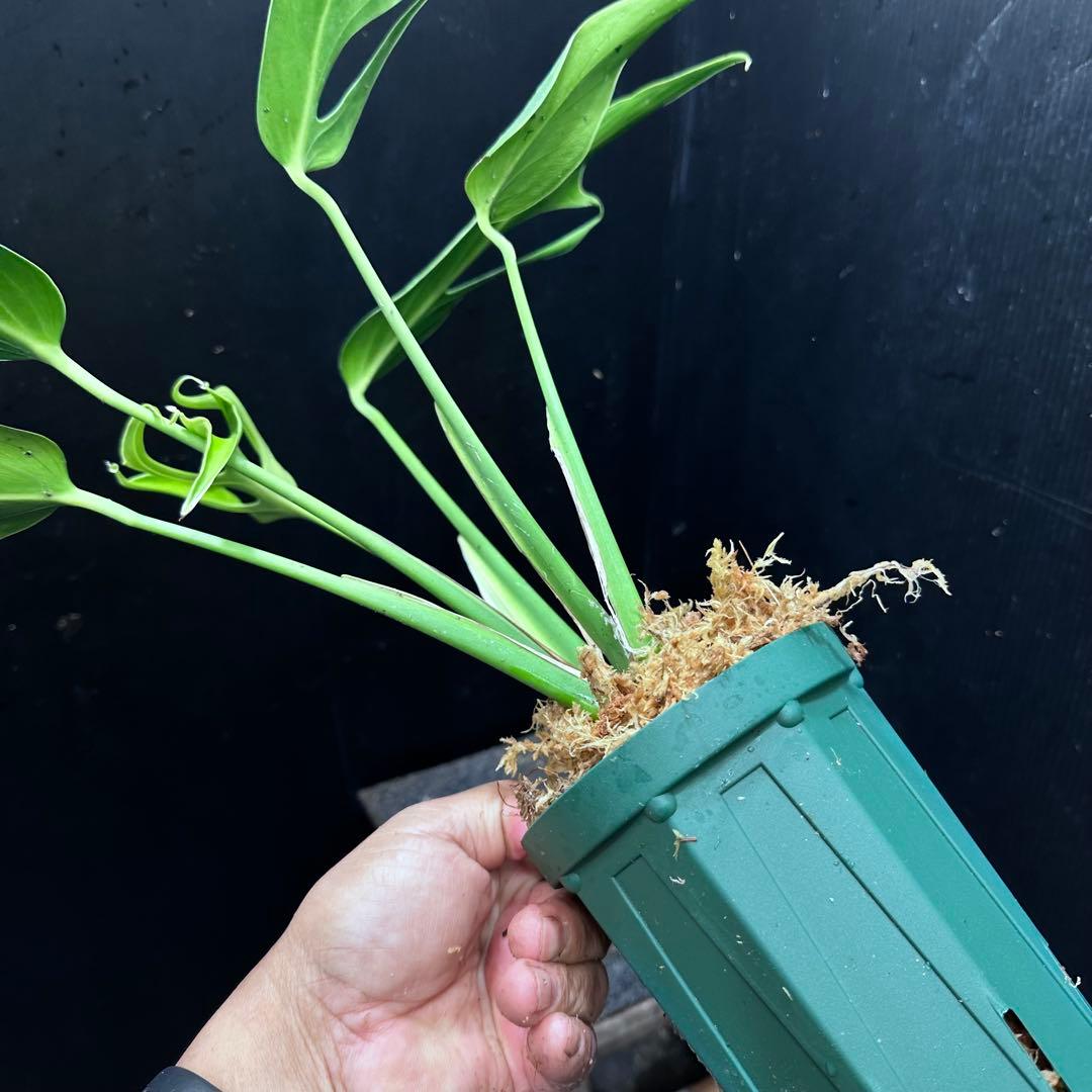 m*a様 モンステラデリシオーサバールマルクスフレーム鉢植え美株