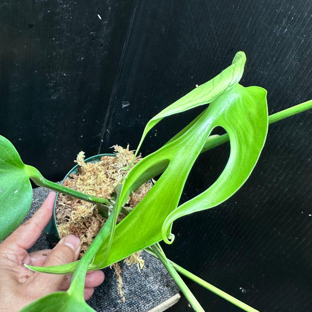 m*a様 モンステラデリシオーサバールマルクスフレーム鉢植え美株