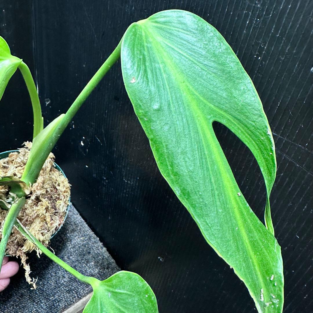 m*a様 モンステラデリシオーサバールマルクスフレーム鉢植え美株