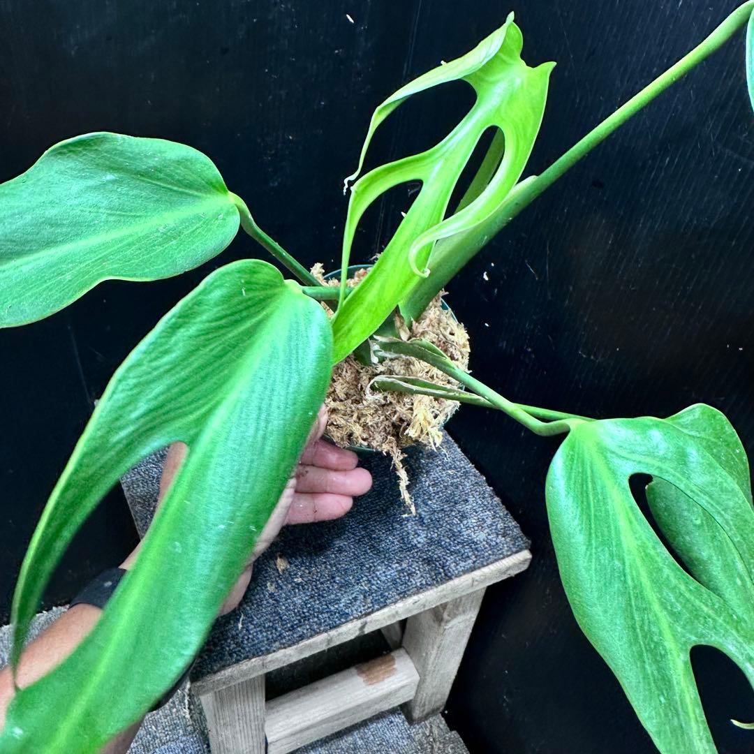 m*a様 モンステラデリシオーサバールマルクスフレーム鉢植え美株