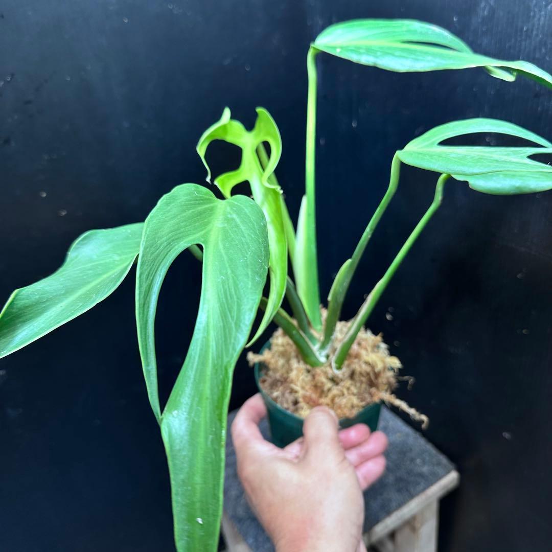 m*a様 モンステラデリシオーサバールマルクスフレーム鉢植え美株