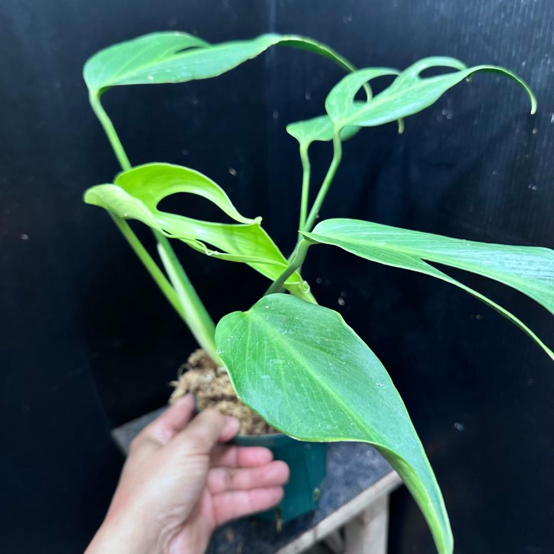 m*a様 モンステラデリシオーサバールマルクスフレーム鉢植え美株