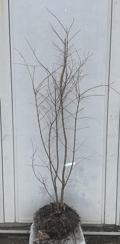 《現品》イロハモミジ　株立ち　樹高1.5ｍ（根鉢含まず）220【紅葉/苗木/植木