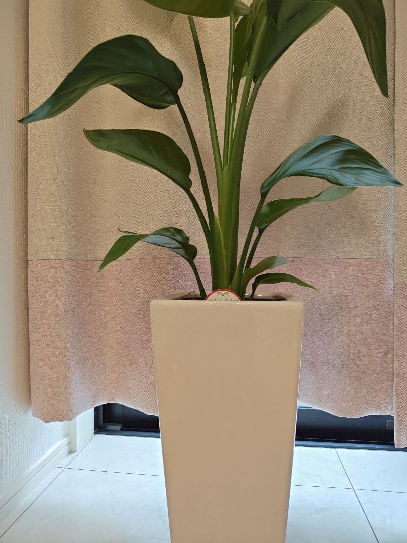 セミオーダー　カーテン