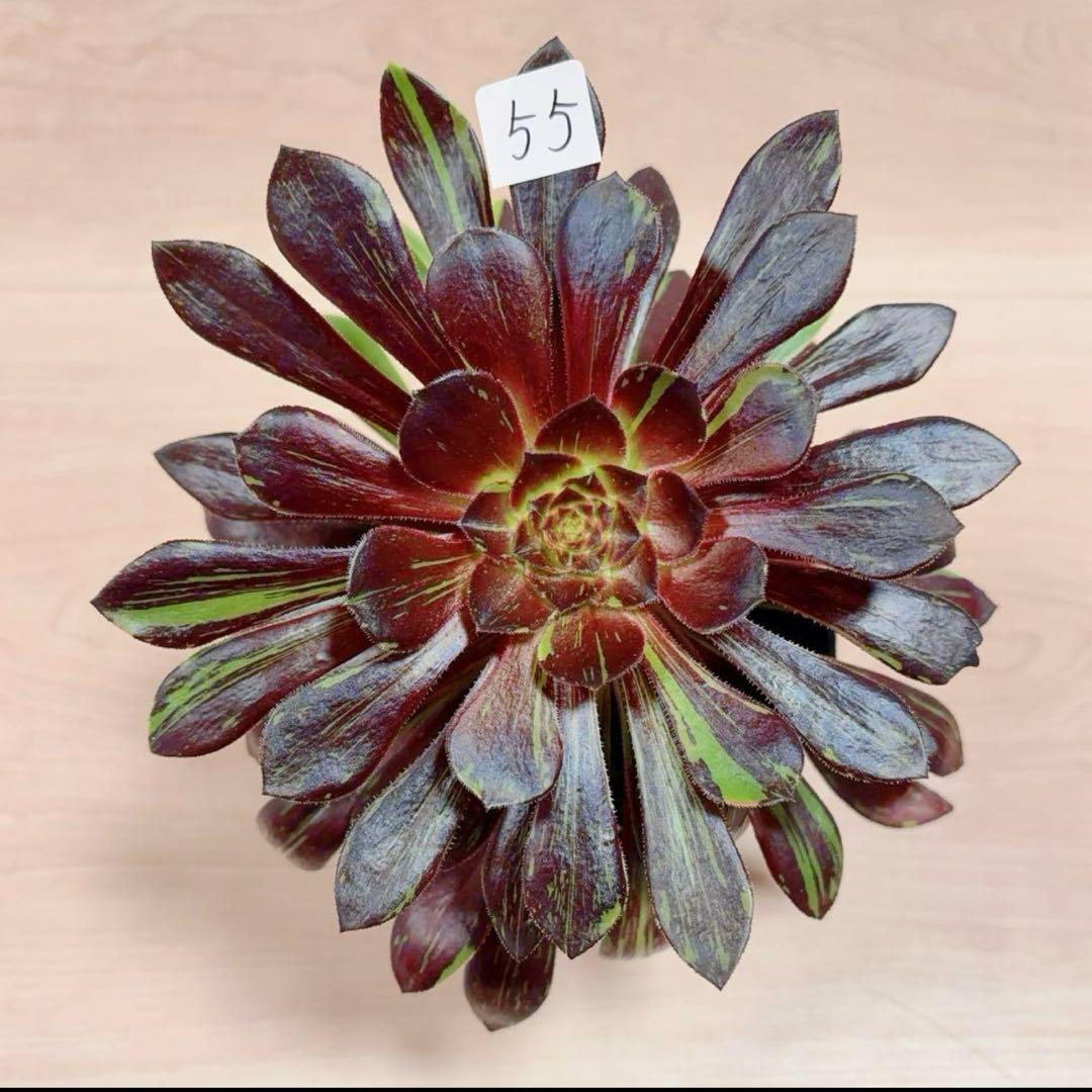 55#多肉植物アエオニウム錦 ❤️水墨丹青錦❤️1大頭3子芽22cm 拔き苗