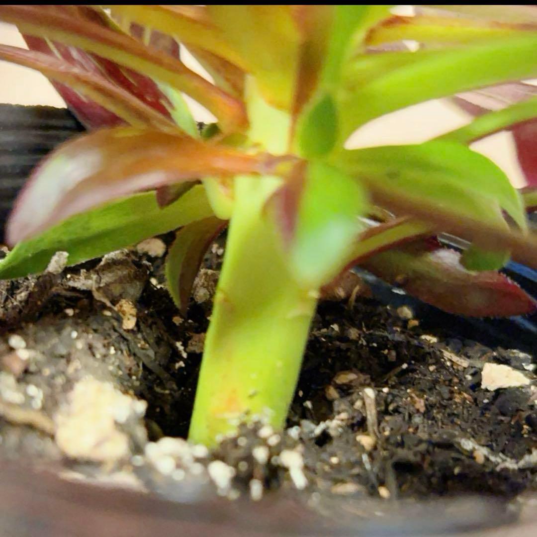 55#多肉植物アエオニウム錦 ❤️水墨丹青錦❤️1大頭3子芽22cm 拔き苗