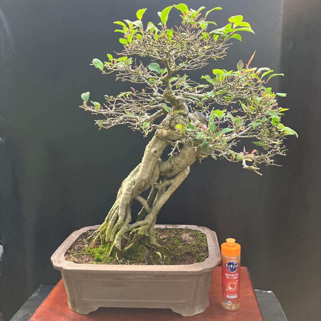 ウメモドキ 盆栽