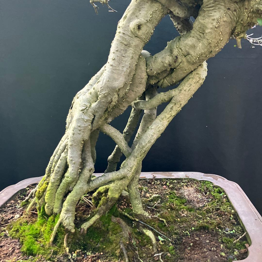 ウメモドキ 盆栽