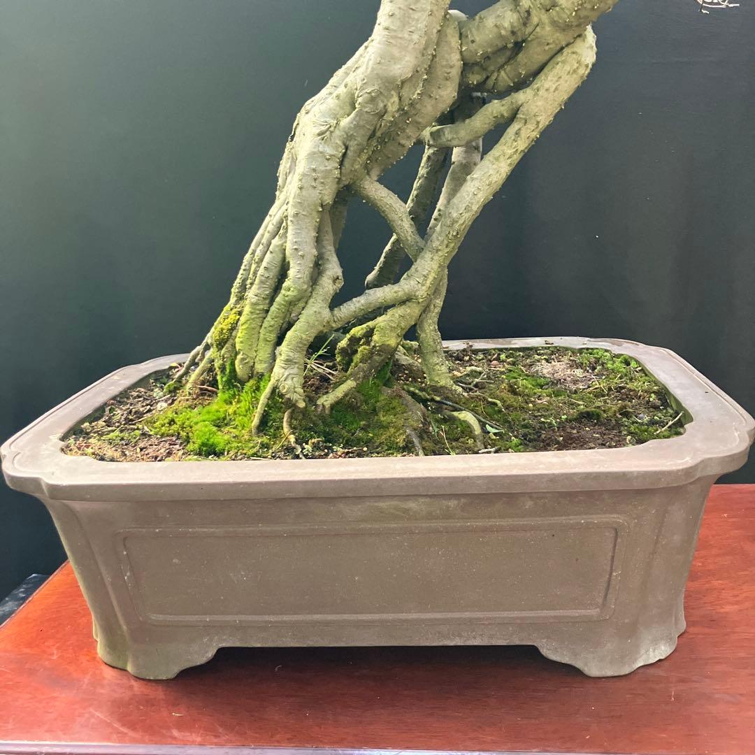 ウメモドキ 盆栽