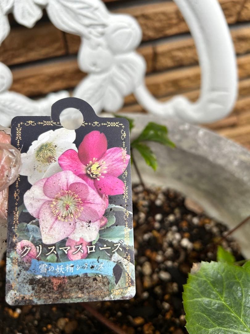 クリスマス　確認用