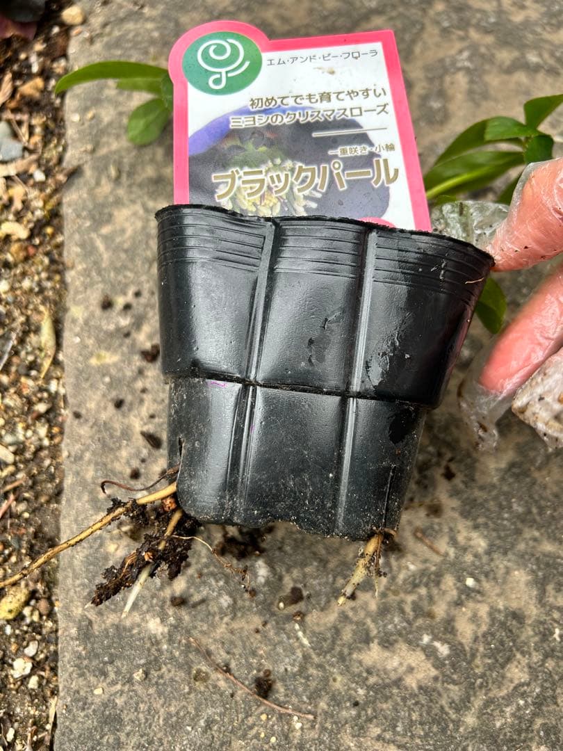 クリスマス　確認用