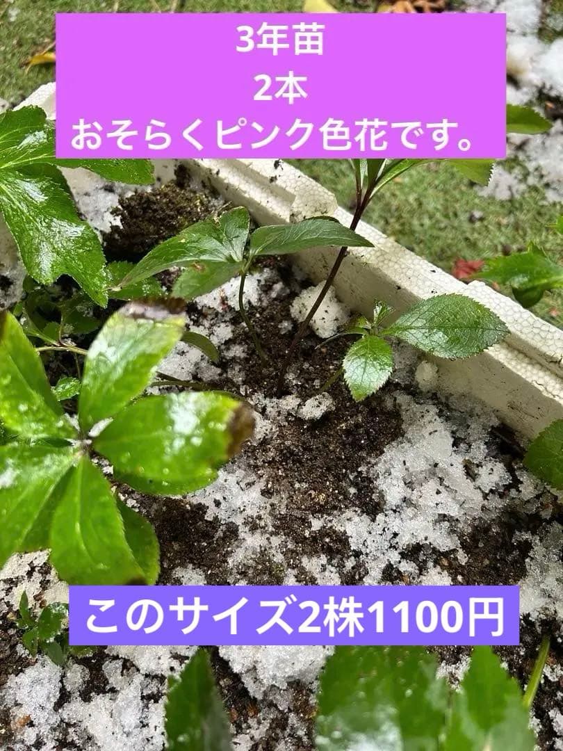 クリスマス　確認用