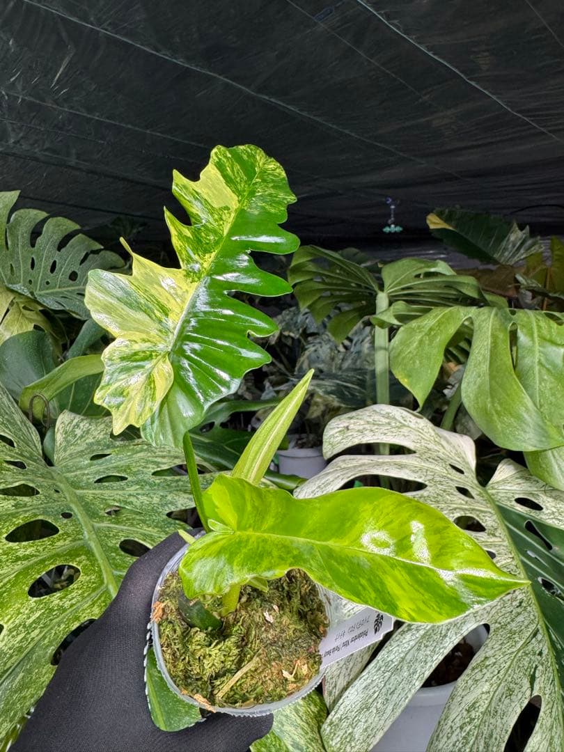 K1 フィロデンドロン　キティナ　健康カット苗