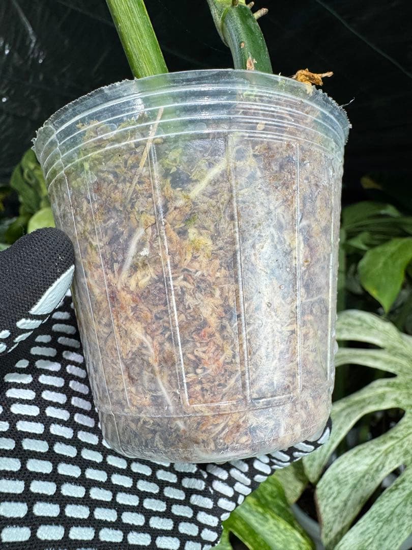 K1 フィロデンドロン　キティナ　健康カット苗