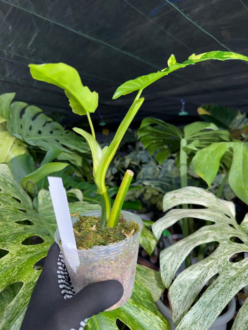K1 フィロデンドロン　キティナ　健康カット苗